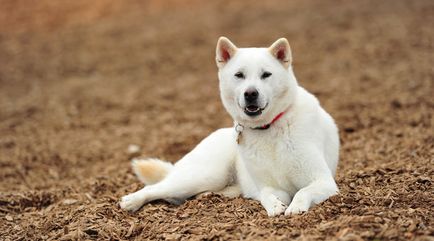 Breed japán kutya nevét és fényképét, minden a kutyák