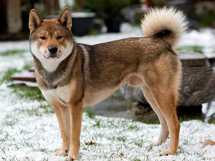 Breed japán kutya nevét és fényképét, minden a kutyák