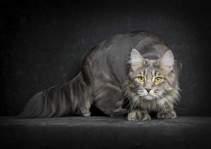 Portrék macskák, fotó hírek