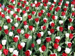 Ültetés tulipán tavasszal