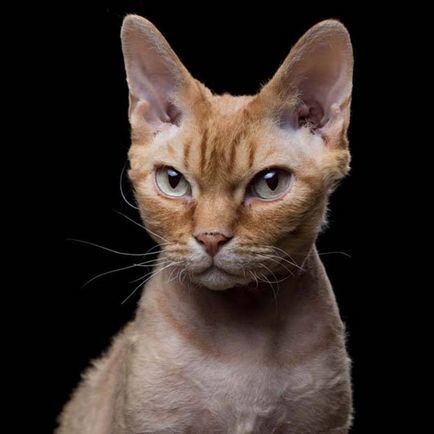 Lenyűgöző portréi macskák palást behou