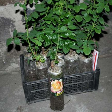 Megfelelő ültetés rózsák