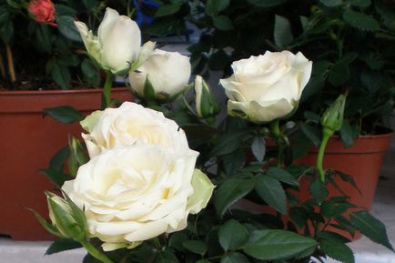 Megfelelő gondoskodás a rózsa terem az otthoni, kerti