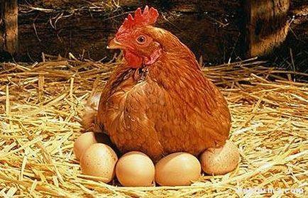 Premixek csirkék összetételét és jellemzőit a