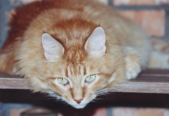 Az ok, amiért a macska füle forró és száraz orr