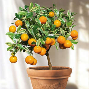 Egyszerű ellátás citrus Calamondin otthon