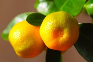 Egyszerű ellátás citrus Calamondin otthon