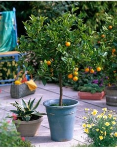 Egyszerű ellátás citrus Calamondin otthon