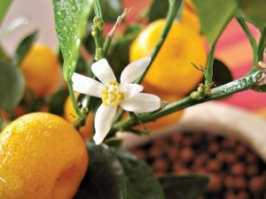 Egyszerű ellátás citrus Calamondin otthon