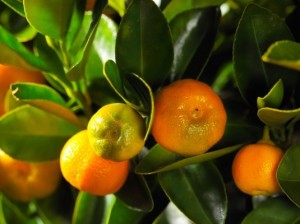 Egyszerű ellátás citrus Calamondin otthon