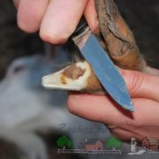 Félénk kecske halvány fotó és videó felülvizsgálat