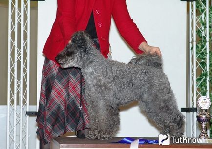 Pumi célja fajta magyar terelő kutya