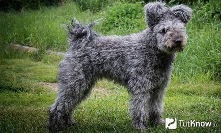 Pumi célja fajta magyar terelő kutya