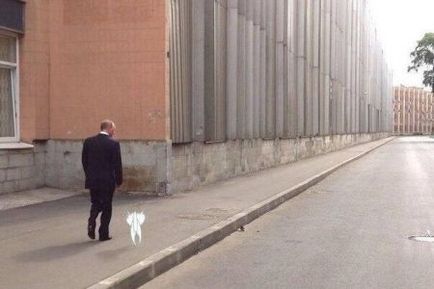 Putyin macska egy táblára