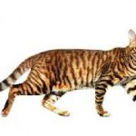 Foltos macska fajta és annak nevét, amerikai nagy vadon élő és háziasított, nagy ragadozó és