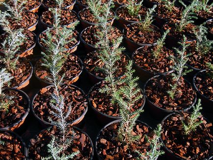Cypress növény - otthoni gondozást ciprus újratelepítési és szaporodásához; otthon ciprus