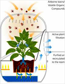 Növények légtisztító