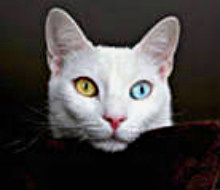 Raznoglazye macskák - heterochromia macskák, csak annyit kell tudni róla
