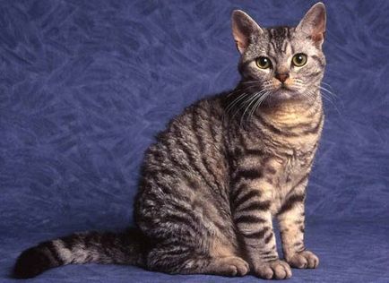 Ritka fajtájú macskák képekkel és címek - murkote körülbelül macskák és macskák