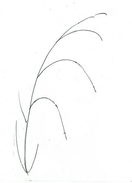 Rajzolj egy virágot - harang fokozatosan színes ceruzák Stabilo carbothello
