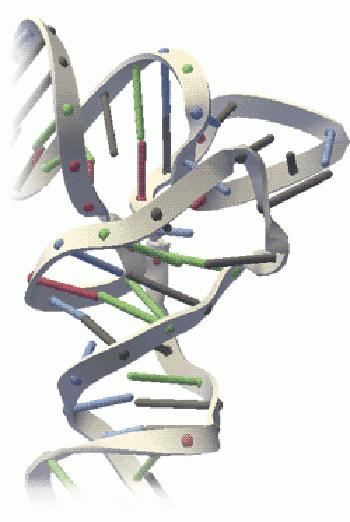 RNS és DNS