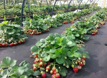 Kertészet eper termesztése a nyílt terepen