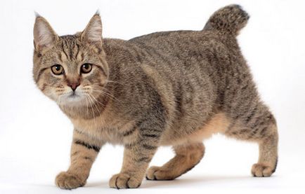 A legnagyobb macska fajta neve c fotók, a velük kapcsolatos információk