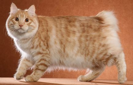 A legnagyobb macska fajta neve c fotók, a velük kapcsolatos információk