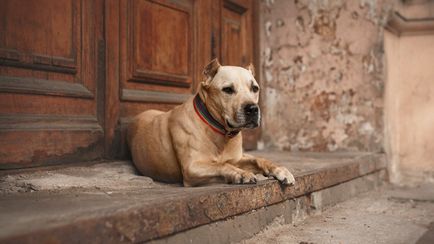 A legveszélyesebb kutyafajták a világon