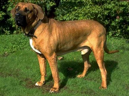 A világ legveszélyesebb kutyák tiltott „kolerikus” és az engedélyezett „képmutató”