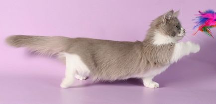 A legritkább fajtájú macskák a világ képek és nevek