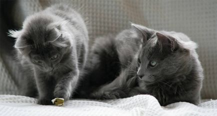 A legritkább fajtájú macskák a világ képek és nevek