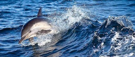 A legcsodálatosabb tényeket delfinek - hírek képekben
