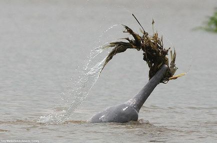 A legcsodálatosabb tényeket delfinek - hírek képekben (a legjobb) A legcsodálatosabb tényeket delfinek - hírek képekben