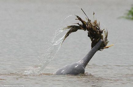 A legcsodálatosabb tényeket delfinek - hírek képekben