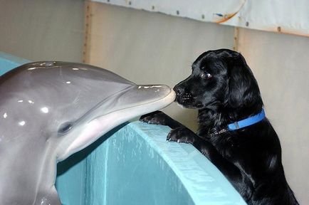 A legcsodálatosabb tényeket delfinek - hírek képekben