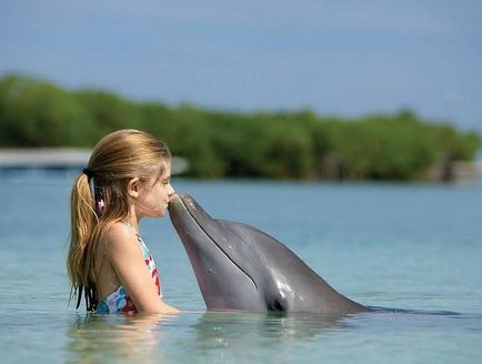 A legcsodálatosabb tényeket delfinek - hírek képekben