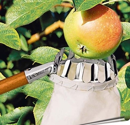Szedés alma, hogyan és mikor a szüret - egy cikk a felhasználó klub obi