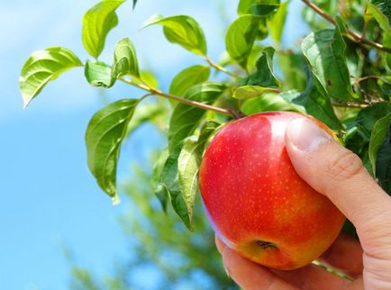 Szedés alma, hogyan és mikor a szüret - egy cikk a felhasználó klub obi