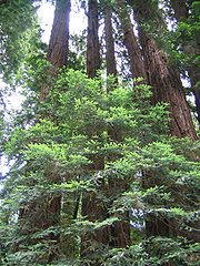 Sequoia - ez