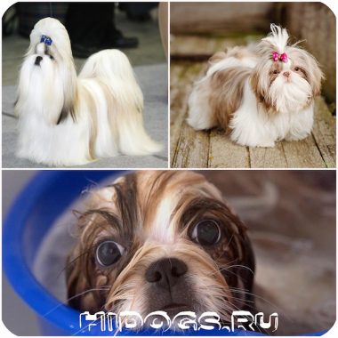 Shih Tzu jellegét és tulajdonságait megőrző, shih tzu kölykök, betegség (fotó)