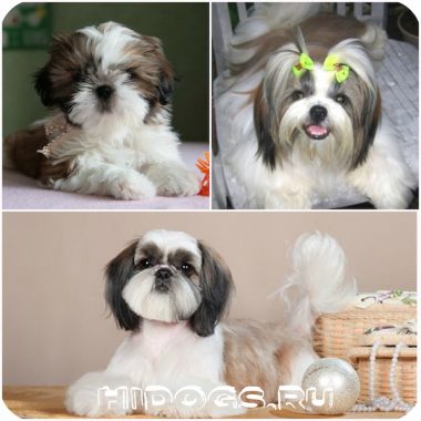 Shih Tzu jellegét és tulajdonságait megőrző, shih tzu kölykök, betegség (fotó)