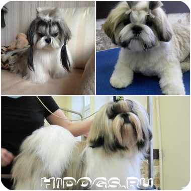 Shih Tzu jellegét és tulajdonságait megőrző, shih tzu kölykök, betegség (fotó)