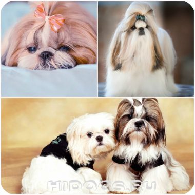 Shih Tzu jellegét és tulajdonságait megőrző, shih tzu kölykök, betegség (fotó)