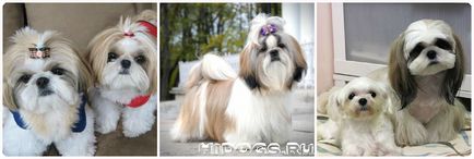 Shih Tzu jellegét és tulajdonságait megőrző, shih tzu kölykök, betegség (fotó)