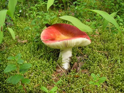 Russula - leírás és fotó a gomba