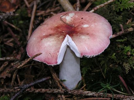 Russula - leírás és fotó a gomba