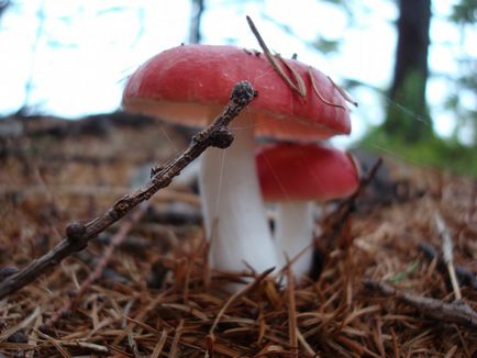 Russula - leírás és fotó a gomba