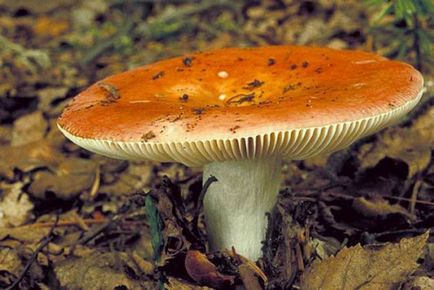 Russula - leírás és fotó a gomba