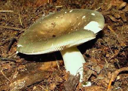 Russula - leírás és fotó a gomba